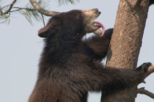 A Hungry Black Bear