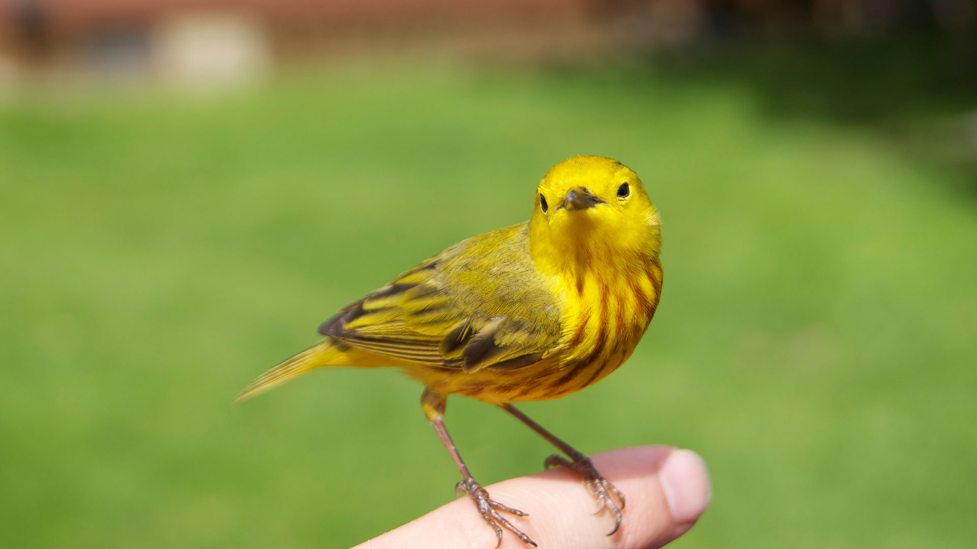 yellow-warbler1